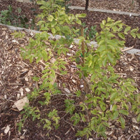 Jaboticaba Small Leaf Advanced