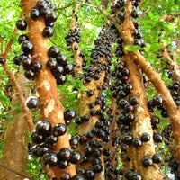 Jaboticaba Small Leaf Advanced