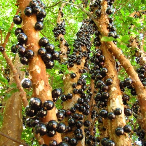 Jaboticaba Small Leaf Advanced - Ladybird Nursery