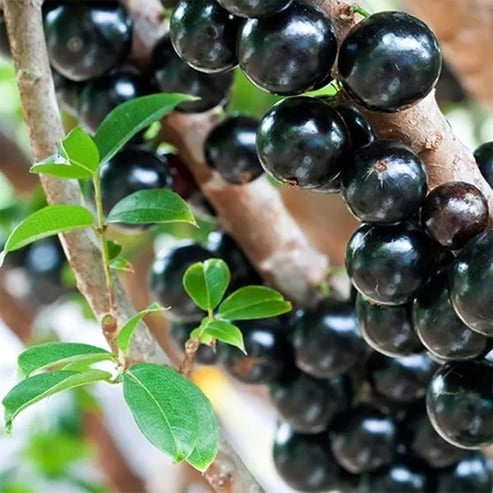 Jaboticaba Small Leaf Advanced