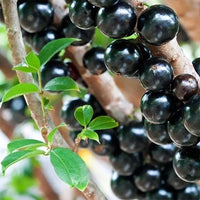 Jaboticaba Small Leaf Advanced
