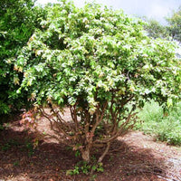 Jaboticaba White (Myrciaria aureana)