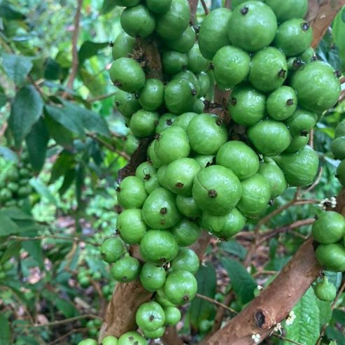 Jaboticaba White (Myrciaria aureana)