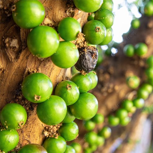 Jaboticaba White (Myrciaria aureana)