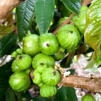 Jaboticaba White (Myrciaria aureana) - Ladybird Nursery