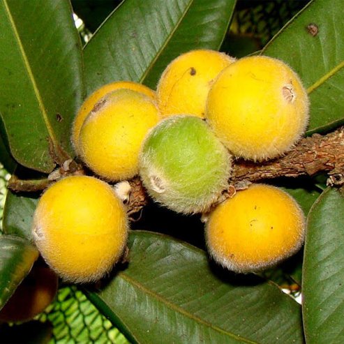 Jaboticaba Yellow