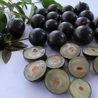 Jaboticaba - Ladybird Nursery