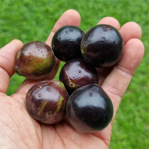 Jaboticaba - Medium