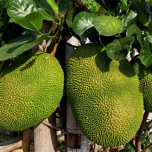 Jackfruit Galaxy (Grafted)
