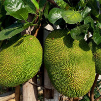 Jackfruit Galaxy (Grafted)