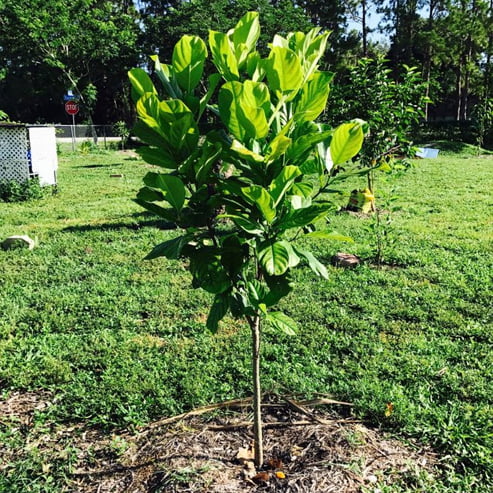 Jackfruit Honey Gold