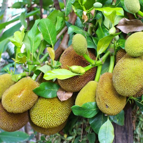 Jackfruit Honey Gold - Ladybird Nursery