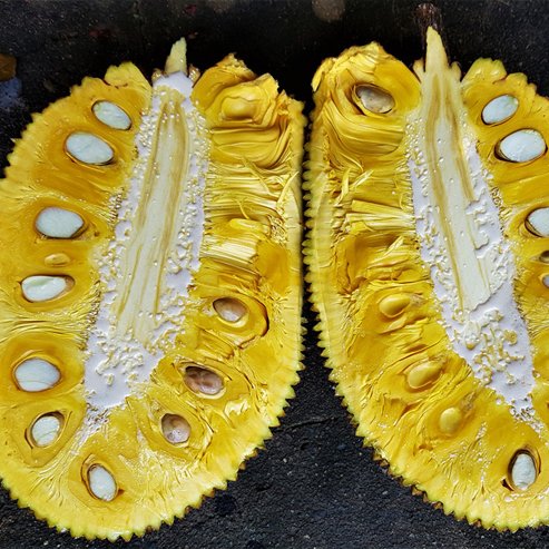 Jackfruit Honey Gold