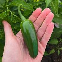 Chilli 'Jalapeno' - Large - Ladybird Nursery