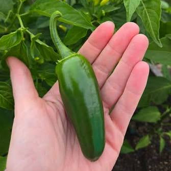 Chilli 'Jalapeno' - Large - Ladybird Nursery