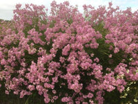 ‘Jambinu Zest' (Chamelaucium hybrida) - Ladybird Nursery