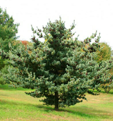 White Pine (Pinus parviflora glauca)