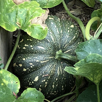 Pumpkin 'Jap' (Pickup Only) - Ladybird Nursery