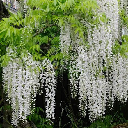 Japanese Wisteria White Alba (Wisteria floribunda) - Ladybird Nursery