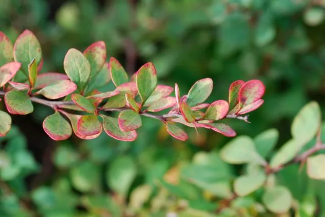 Silver Beauty Japanese Barberry (Berberis thunbergii)