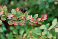 Silver Beauty Japanese Barberry (Berberis thunbergii)