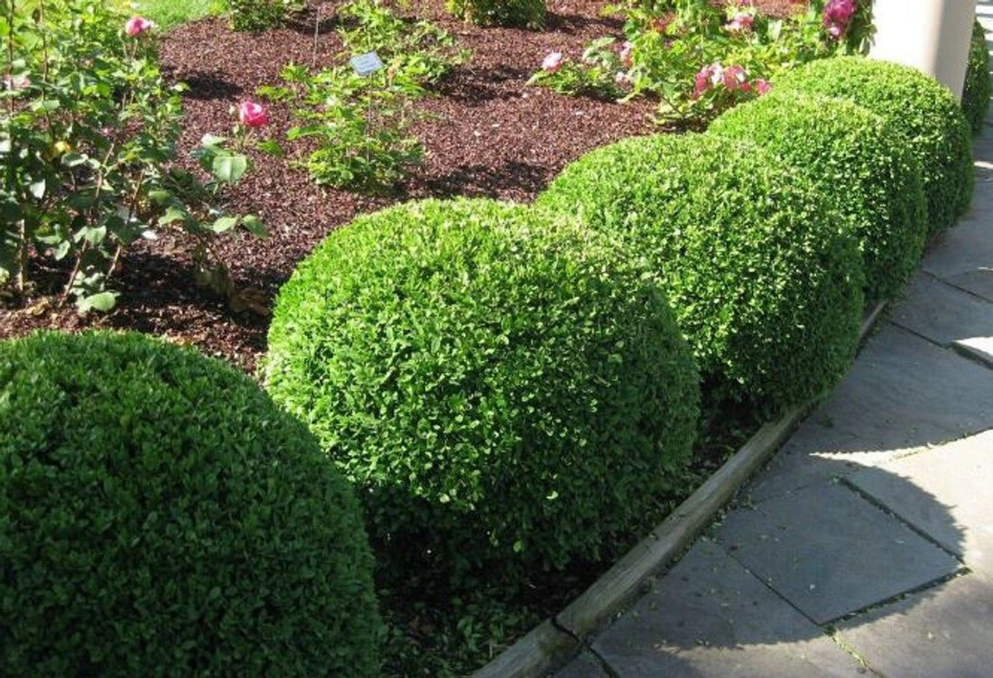 Japanese Box Compacta (Buxus microphylla) - Ladybird Nursery