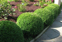 Japanese Box Compacta (Buxus microphylla)