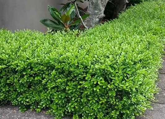 Japanese Box (Buxus microphylla)