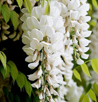 Japanese Wisteria White Alba (Wisteria floribunda) - Ladybird Nursery