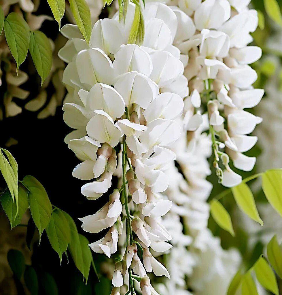 Japanese Wisteria White Alba (Wisteria floribunda) - Ladybird Nursery