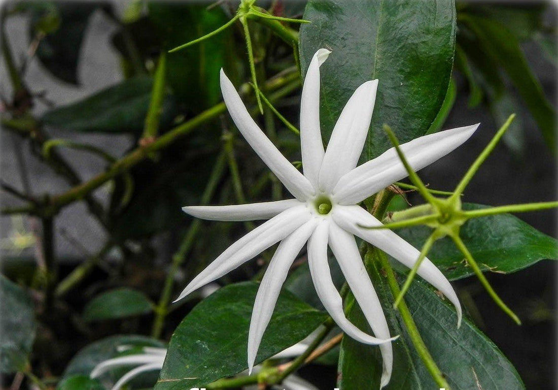 Angel Wing Jasmine (Jasminum nitidum) - Ladybird Nursery