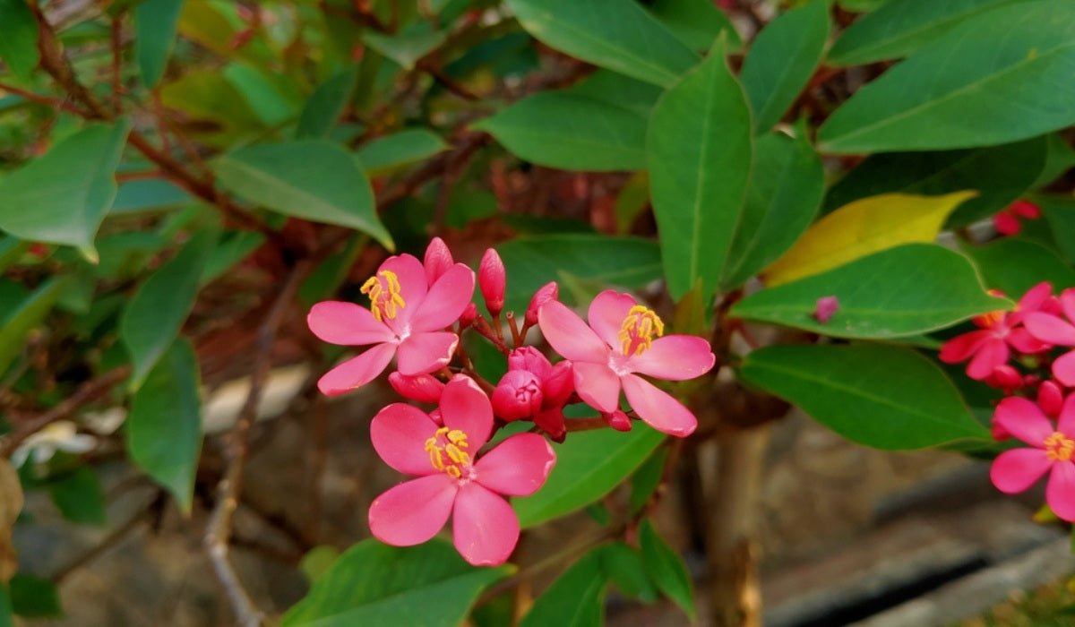 Peregrina (Jatropha integerrima) - Ladybird Nursery