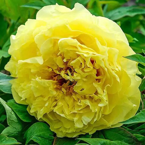 Itoh Peony Yellow Crown (Paeonia)