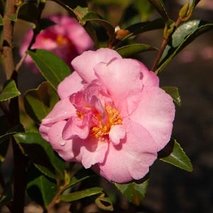 Sasanqua Camellia Shell Pink (Camellia sasanqua) - Ladybird Nursery