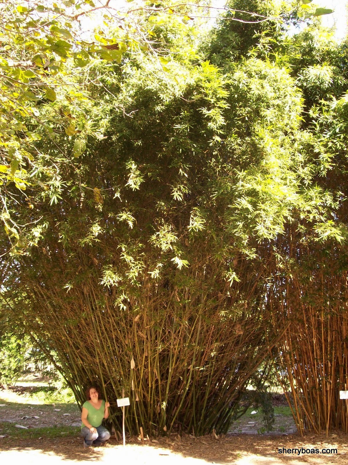 Hedge Bamboo (Bambusa multiplex) - Ladybird Nursery