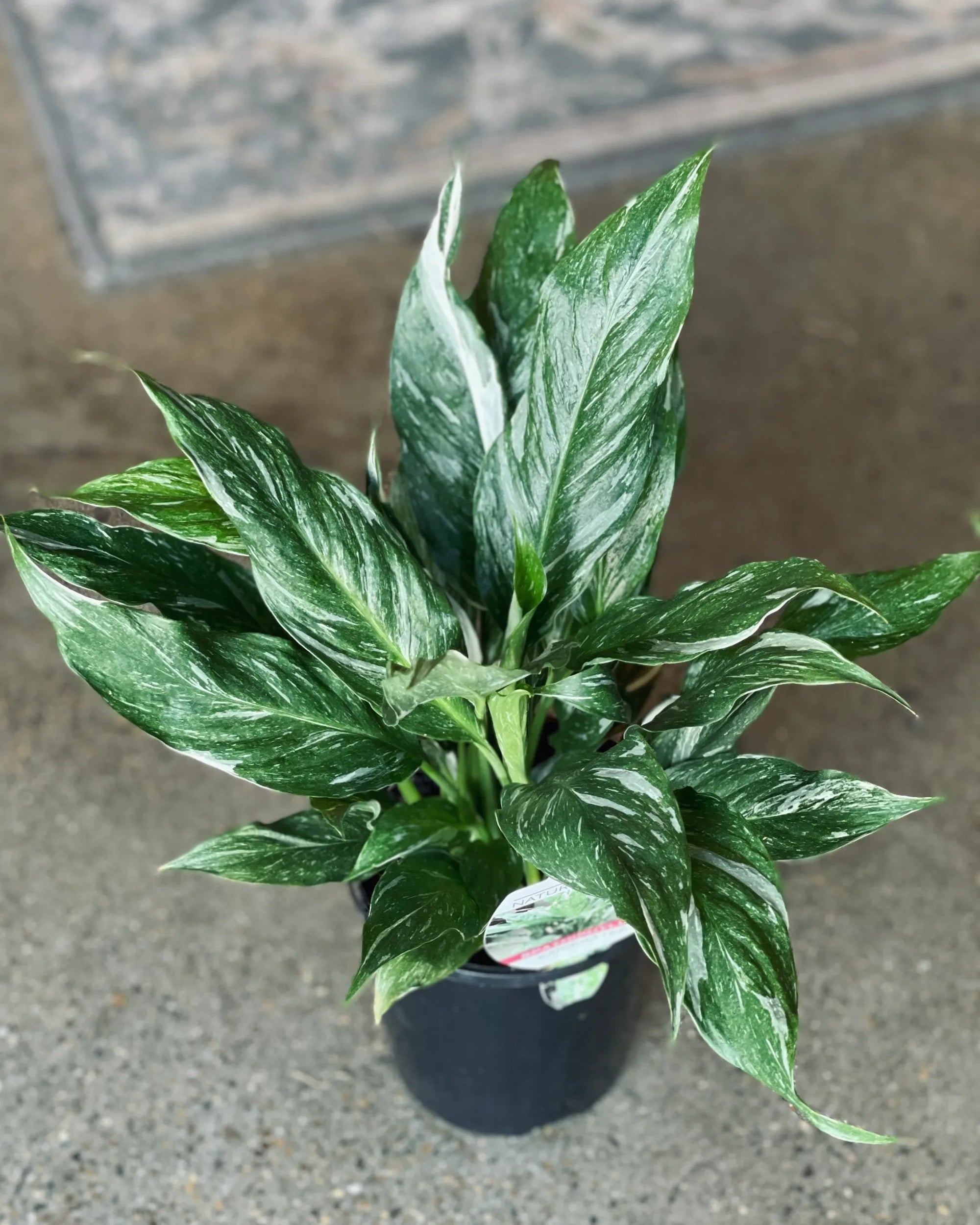 Peace Lily Jet Diamond (Spathiphyllum) - Ladybird Nursery