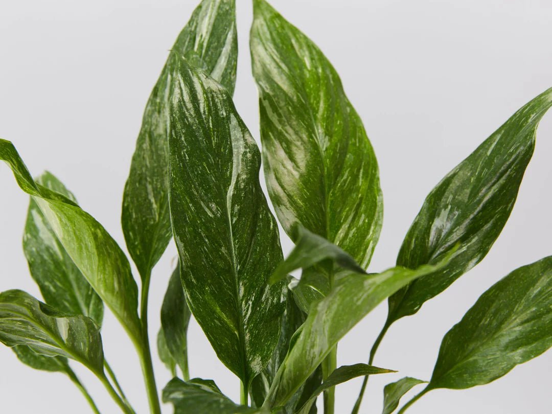 Peace Lily Jet Diamond (Spathiphyllum) - Ladybird Nursery