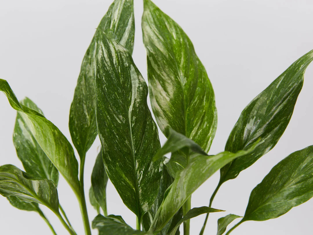 Peace Lily Jet Diamond (Spathiphyllum)