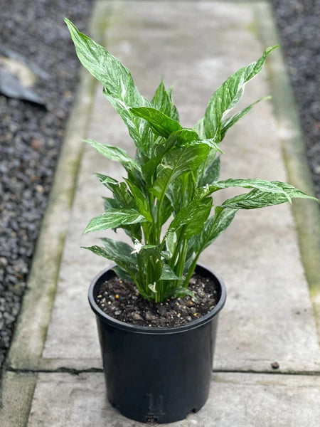 Peace Lily Jet Diamond (Spathiphyllum)