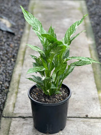 Peace Lily Jet Diamond (Spathiphyllum)