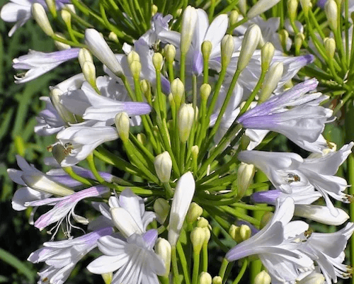 Agapanthus Lilibet