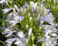 Agapanthus Lilibet