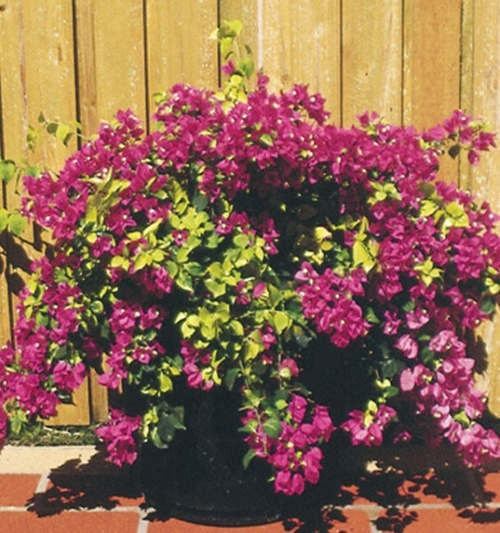 Bougainvillea Red Dragon™ Pretty Purple (Bougainvillea Red)