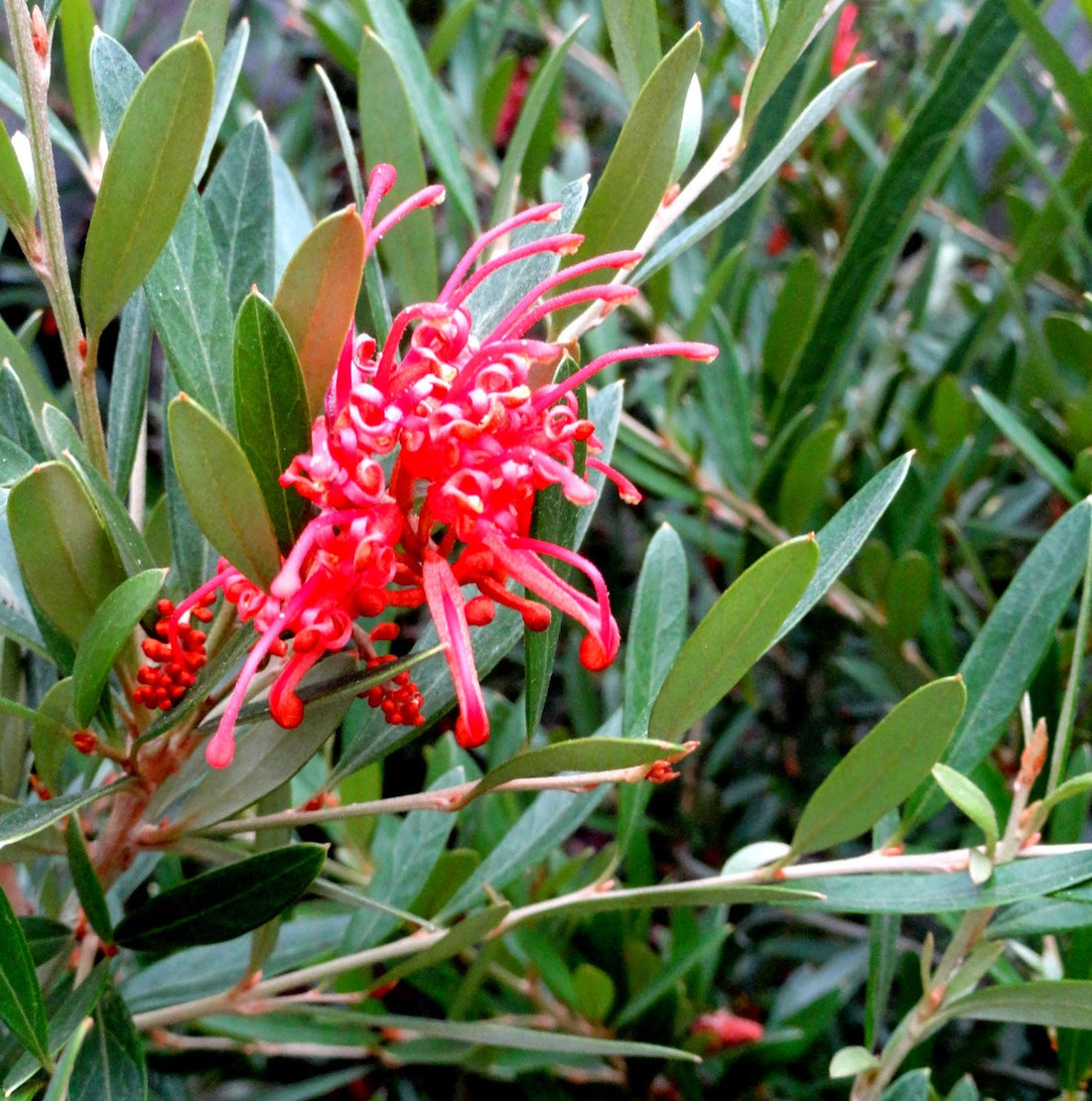 Grevillea Jingle Bells Standards - Ladybird Nursery