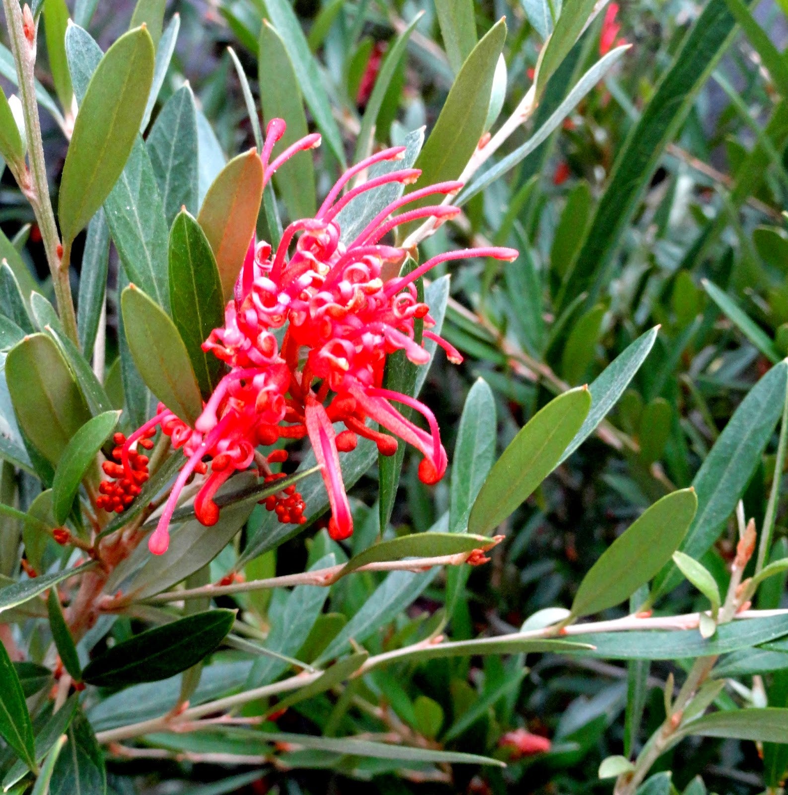 Grevillea Jingle Bells Standards