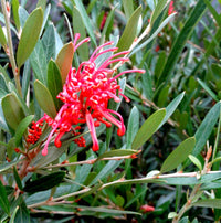 Grevillea Jingle Bells Standards
