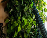 Philodendron Heartleaf (Philodendron cordatum)