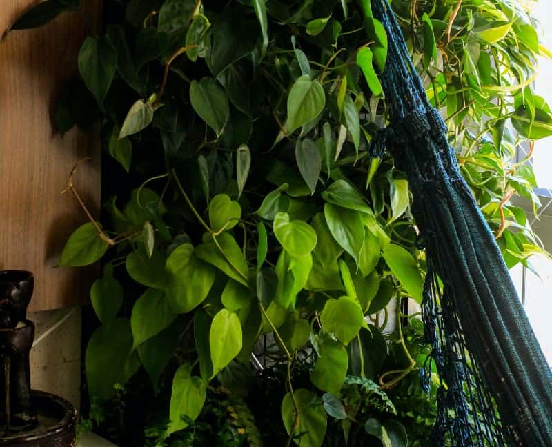 Philodendron Heartleaf (Philodendron cordatum) - Ladybird Nursery