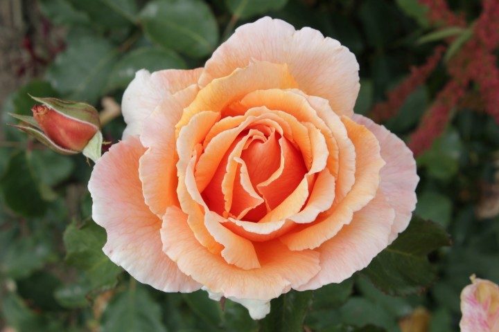 Rose Just Joey 3 ft Standards