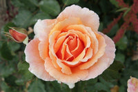 Rose Just Joey 3 ft Standards - Ladybird Nursery